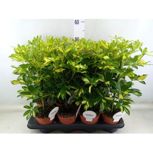 Schefflera arbor. 'Gerda'