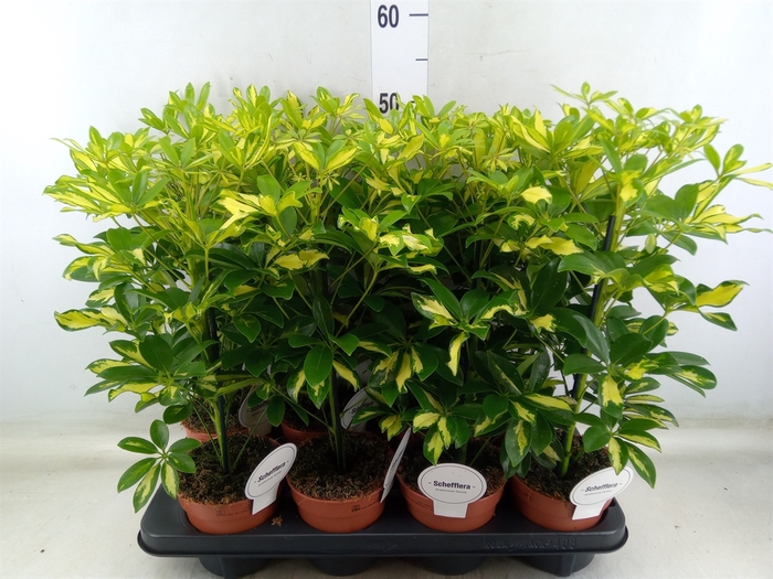 <h4>Schefflera arbor. 'Gerda'</h4>