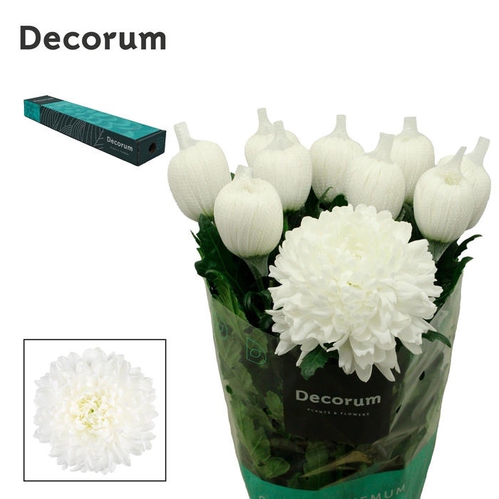 <h4>Chr G Antonov</h4>