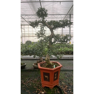 Carmona macrophylla, pot 37 cm., height 115 cm. (single item)