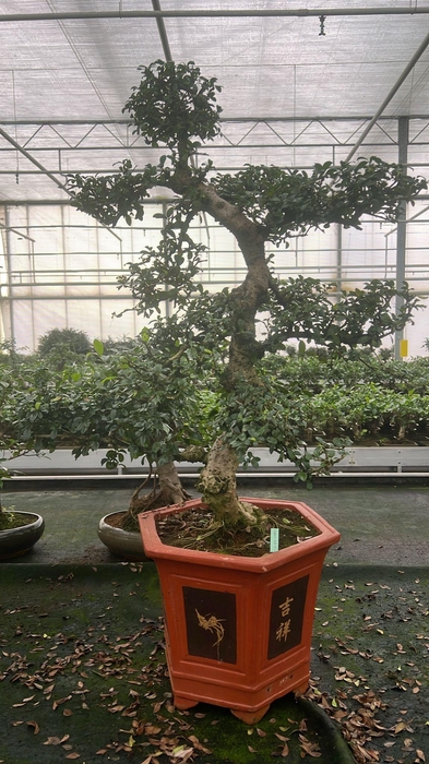 <h4>Carmona macrophylla, pot 37 cm., height 115 cm. (single item)</h4>