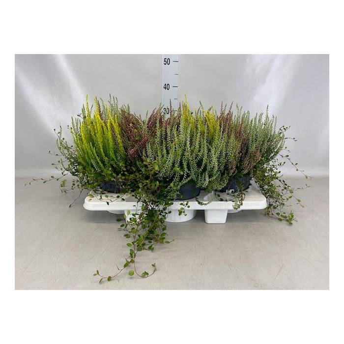 <h4>Calluna vulg.   ...</h4>