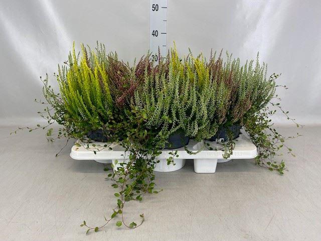 Calluna vulg.   ...