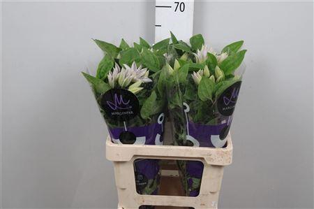 <h4>Clem Amazing Vienna</h4>