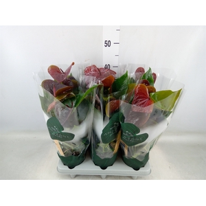 Anthurium andr. 'Essencia'