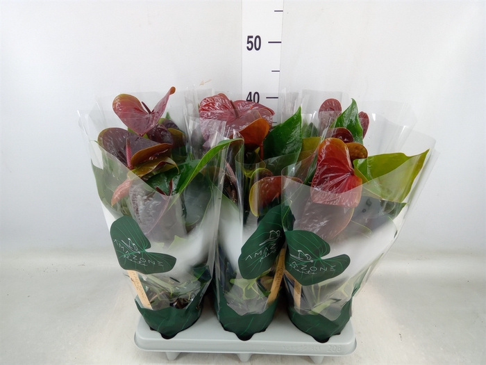 <h4>Anthurium andr. 'Essencia'</h4>