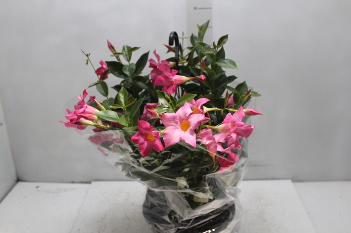 <h4>DIPLADENIA C21</h4>