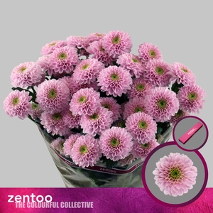 Chrysanthemum Indicum Grp tros Letsgo Pink