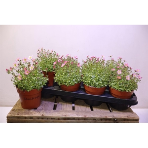 Saxif Ar Alp Rose