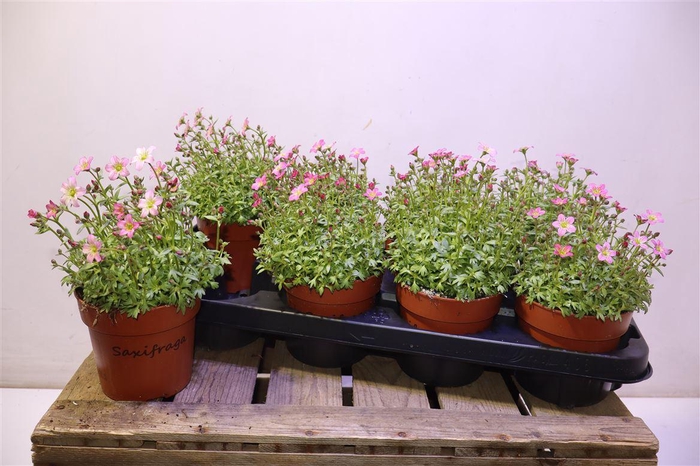 <h4>Saxif Ar Alp Rose</h4>