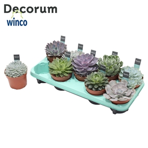 Echeveria Mix (9spc.) (decorum)