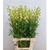 Aconitum Napellus Album