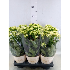 Kalanchoe  'Sunny White'