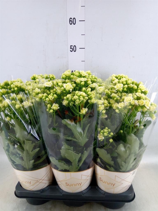 <h4>Kalanchoe  'Sunny White'</h4>