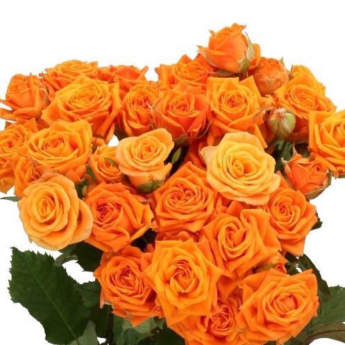 <h4>Rosa TR 'Orange Queen' FRANSEN</h4>