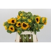 Helianthus Orange Fire