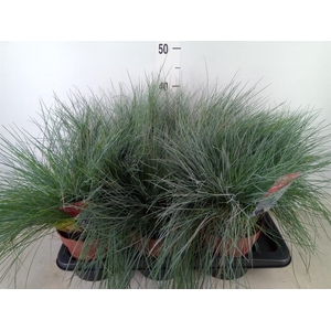 Festuca glauca 'Intens Blue'
