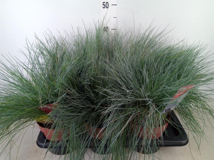 <h4>Festuca glauca 'Intens Blue'</h4>