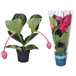 Medinilla Magnifica Flamenco 2 etage 2 knop in exclusieve hoes