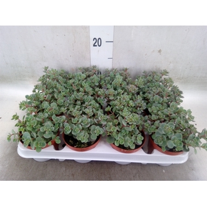 Sedum cauticola 'Lidakense'