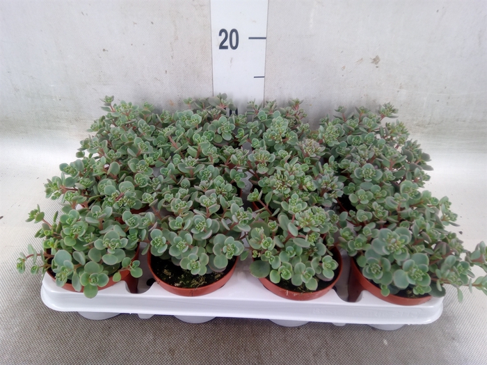 <h4>Sedum cauticola 'Lidakense'</h4>