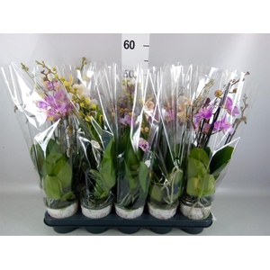 Phalaenopsis   ...mix
