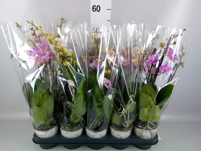 <h4>Phalaenopsis   ...mix</h4>