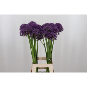 Allium Jackpot