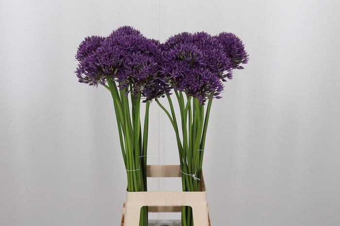<h4>Allium Jackpot</h4>
