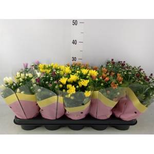 Chrysanthemum   ..rosebud mix