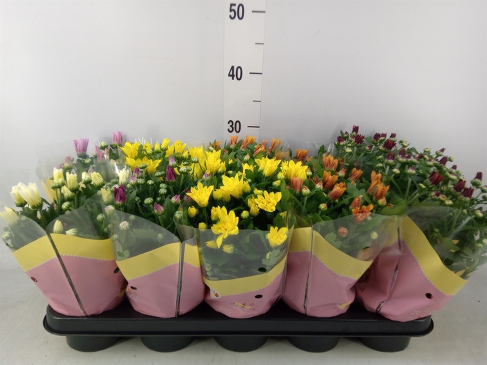 <h4>Chrysanthemum   ..rosebud mix</h4>