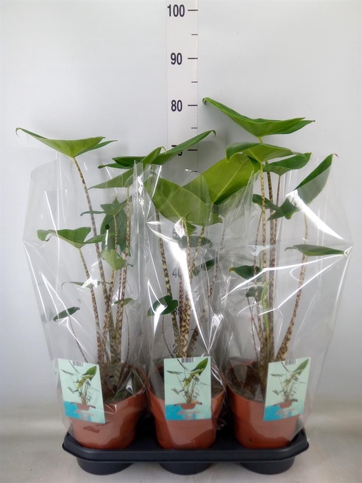 <h4>Alocasia zebrina</h4>