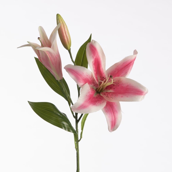 <h4>AF Lilium Orien x3 73cm Beauty</h4>