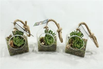 <h4>2108 Huisje Hang Succ</h4>