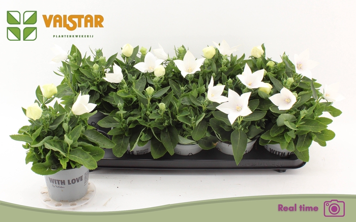 <h4>PLATYCO GR ASTRA WHI</h4>