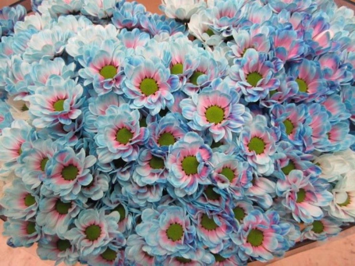 <h4>Chr San Bowi Bubblegum</h4>