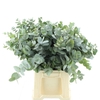 EUCA CINEREA P STEM 50CM SOUTH AFRI