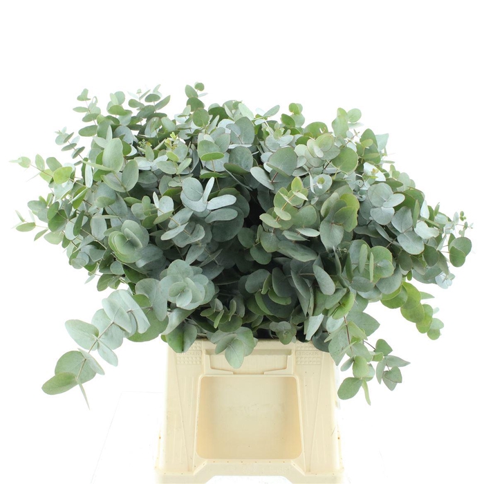 <h4>Euca Cinerea P Stem 50cm South Africa</h4>