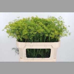 Anethum Graveolens