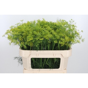 Anethum Graveolens