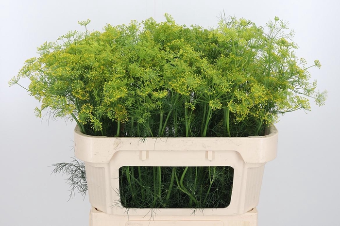 <h4>Anethum Graveolens</h4>