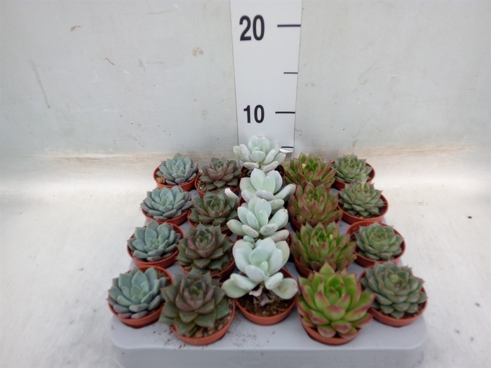 <h4>Echeveria   ...mix</h4>