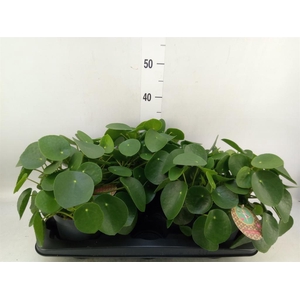 Pilea peperomioides