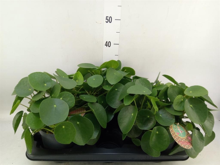 <h4>Pilea peperomioides</h4>