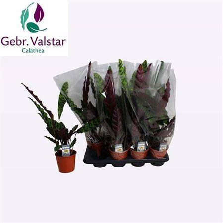 <h4>Calat Lancifolia</h4>