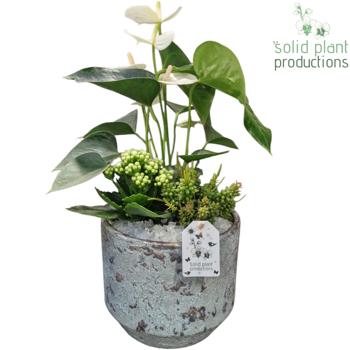 <h4>AT222 Maria Aqua Pot Anthurium</h4>