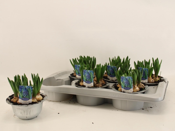 <h4>MUSCAR CAROLA</h4>