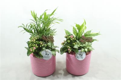 <h4>SC01 AMY PINK</h4>