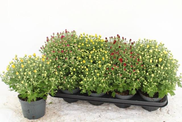 <h4>CHRYS GARDEN MUMS GM</h4>