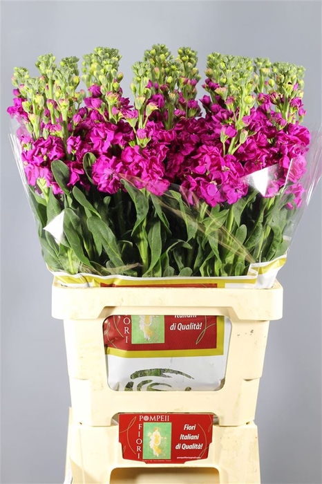 <h4>Matthiola Iron Rose Pink | Heavy Quality</h4>